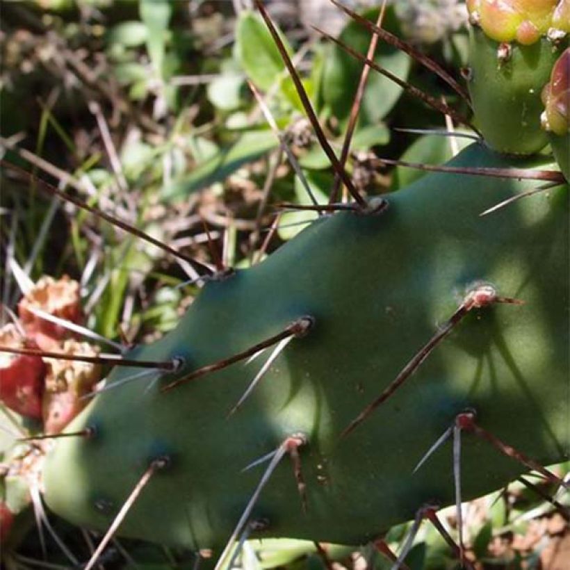 Opuntia anacantha - Schijfcactus (Blad)
