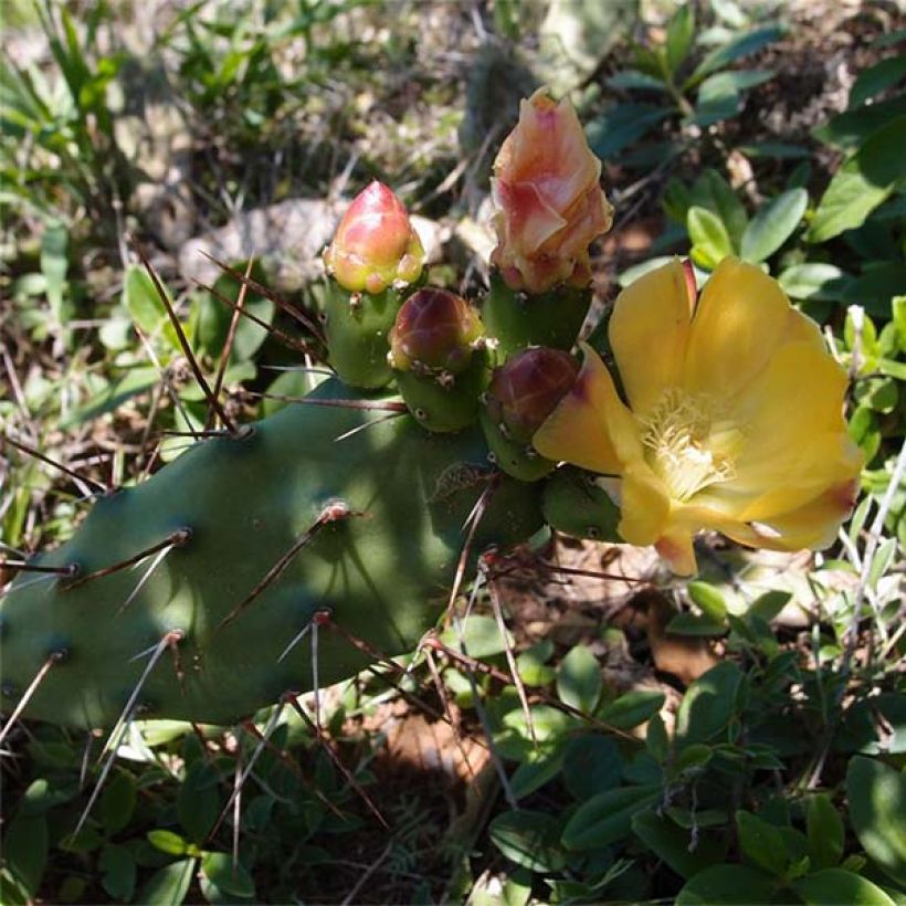 Opuntia anacantha - Schijfcactus (Bloei)
