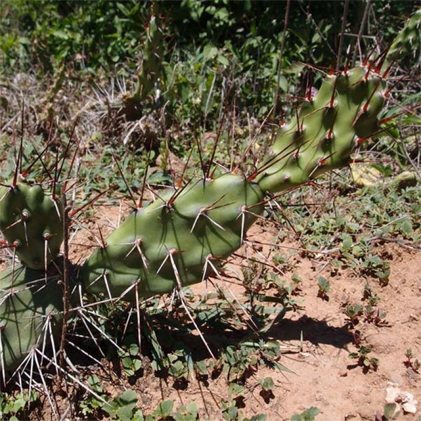 Opuntia anacantha - Schijfcactus (Groeiplaats)