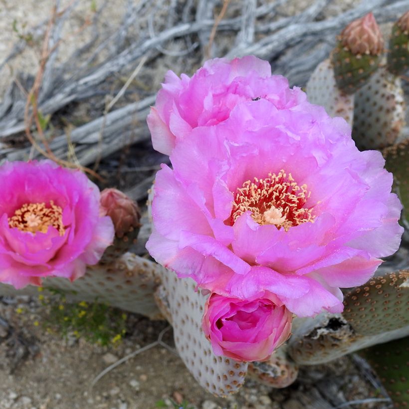 Opuntia basilaris - Schijfcactus (Bloei)