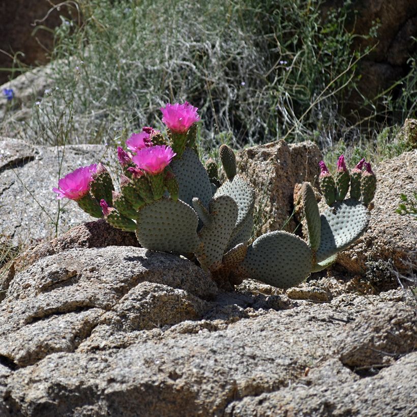 Opuntia basilaris - Schijfcactus (Groeiplaats)