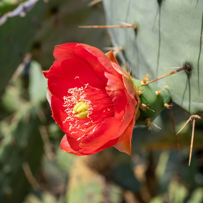 Opuntia bergeriana - Schijfcactus (Bloei)