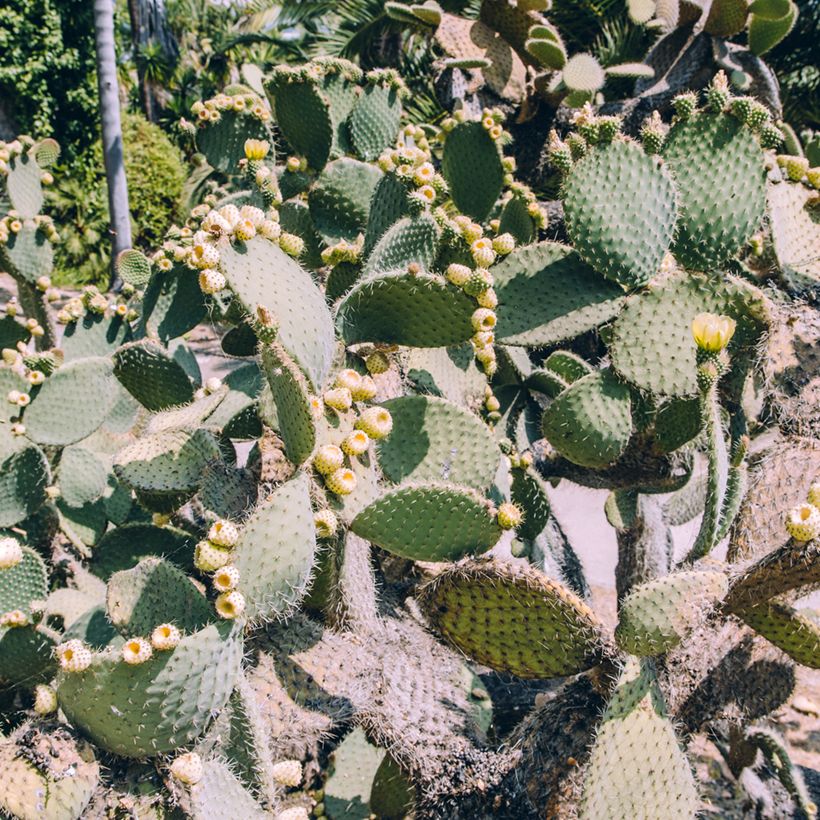 Opuntia bergeriana - Schijfcactus (Groeiplaats)
