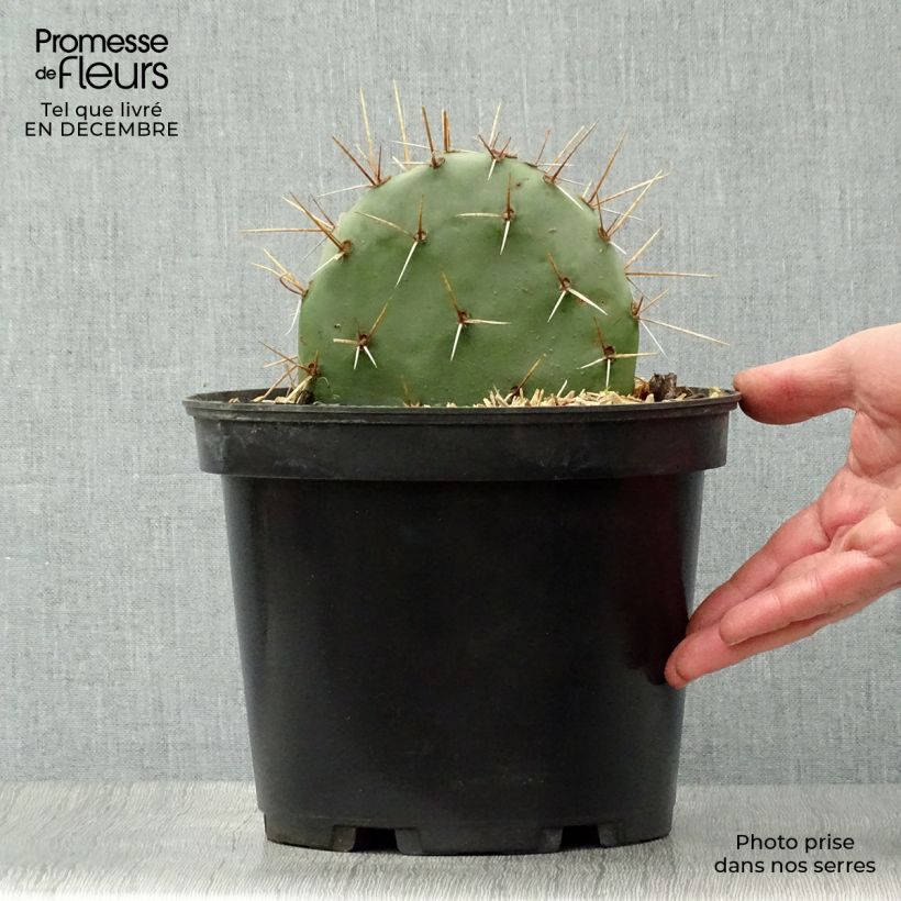Example of Opuntia discata - Cactus raquette Pot van 4 l/5 l as you get in hiver