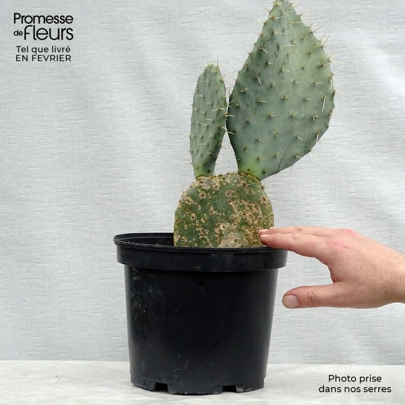 Example of Opuntia dulcis - Cactus raquette Pot van 4 l/5 l as you get in hiver