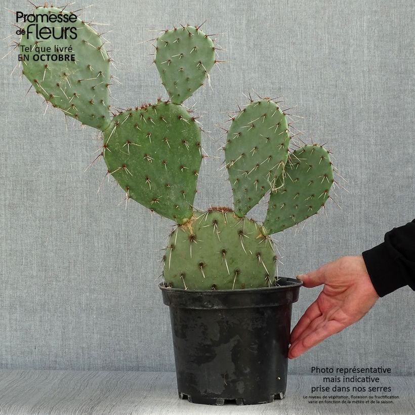 Exemplaar van Opuntia dulcis - Schijfcactus Pot van 4 l/5 l zoals geleverd in de herfst