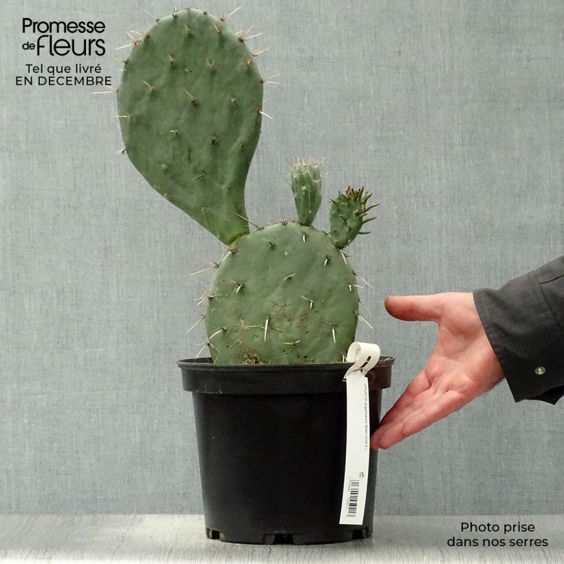 Example of Opuntia engelmannii  Belen - Cactus raquette Pot van 4 l/5 l as you get in hiver
