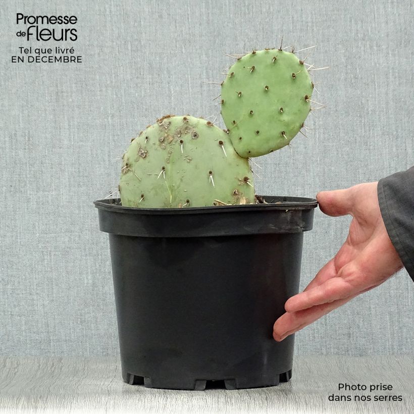 Example of Opuntia engelmannii - Cactus raquette Pot van 4 l/5 l as you get in hiver