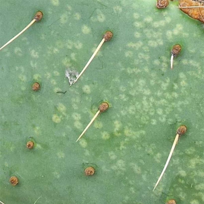 Opuntia engelmannii lindheimeri - Schijfcactus (Foliage)