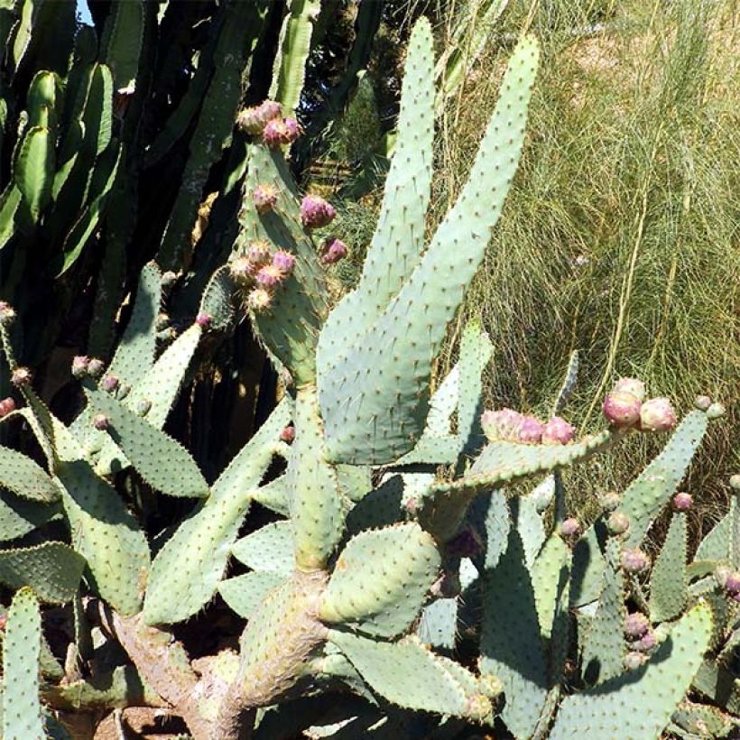 Opuntia engelmannii linguiformis - Schijfcactus (Plant habit)