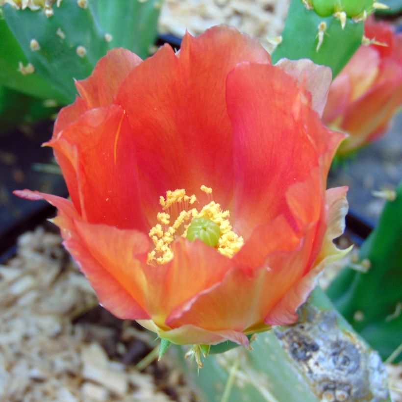 Opuntia engelmannii lindheimeri - Schijfcactus (Flowering)