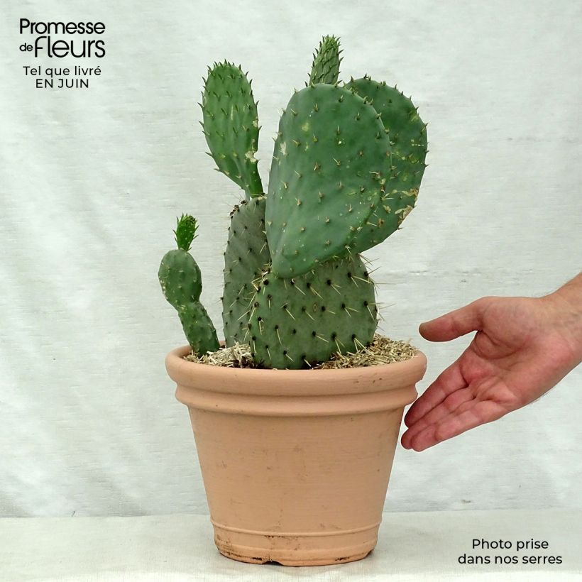 Exemplaar van Opuntia engelmannii lindheimeri - Schijfcactus Pot van 4 l/5 l zoals geleverd in de zomer
