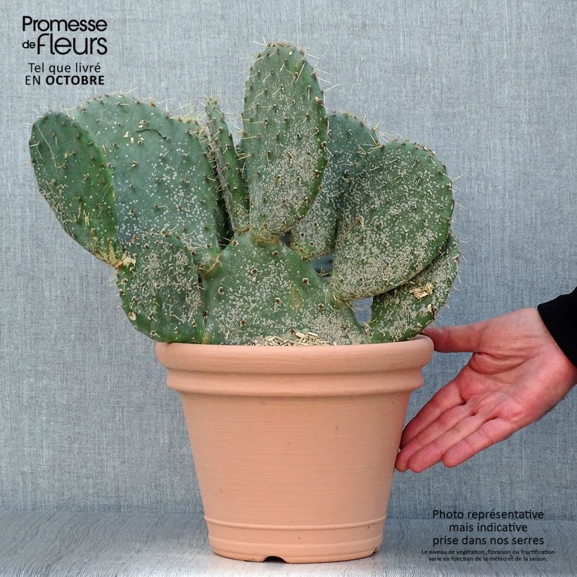 Exemplaar van Opuntia engelmannii lindheimeri - Schijfcactus Pot van 4 l/5 l zoals geleverd in de herfst