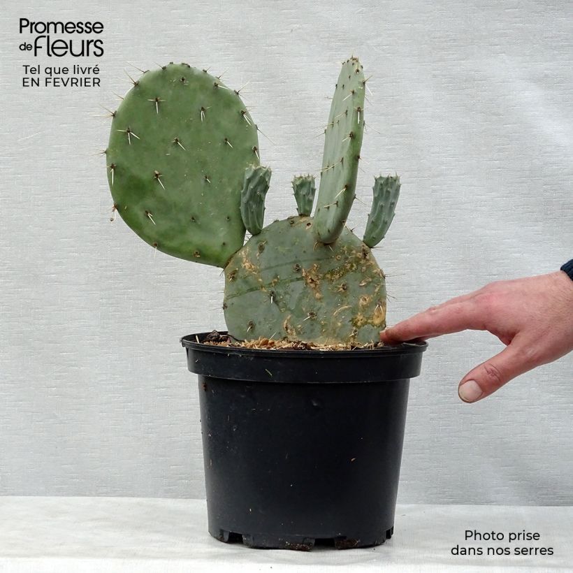 Example of Opuntia engelmannii var. linguiformis - Oponce Pot van 4 l/5 l as you get in hiver