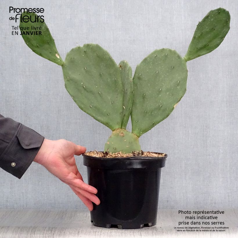 Example of Opuntia engelmannii var. rastrera - Oponce Pot van 4 l/5 l as you get in hiver