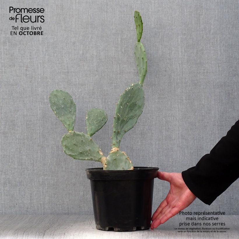 Exemplaar van Opuntia engelmannii rastrera - Schijfcactus Pot van 4 l/5 l zoals geleverd in de herfst