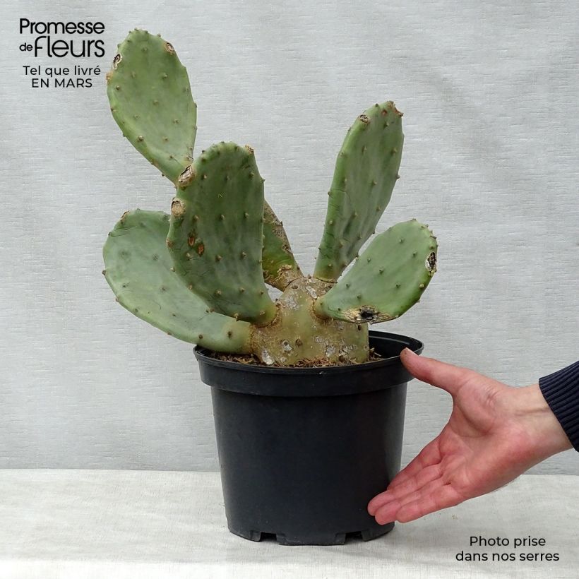 Exemplaar van Opuntia engelmannii rastrera - Schijfcactus Pot van 4 l/5 l zoals geleverd in de lente