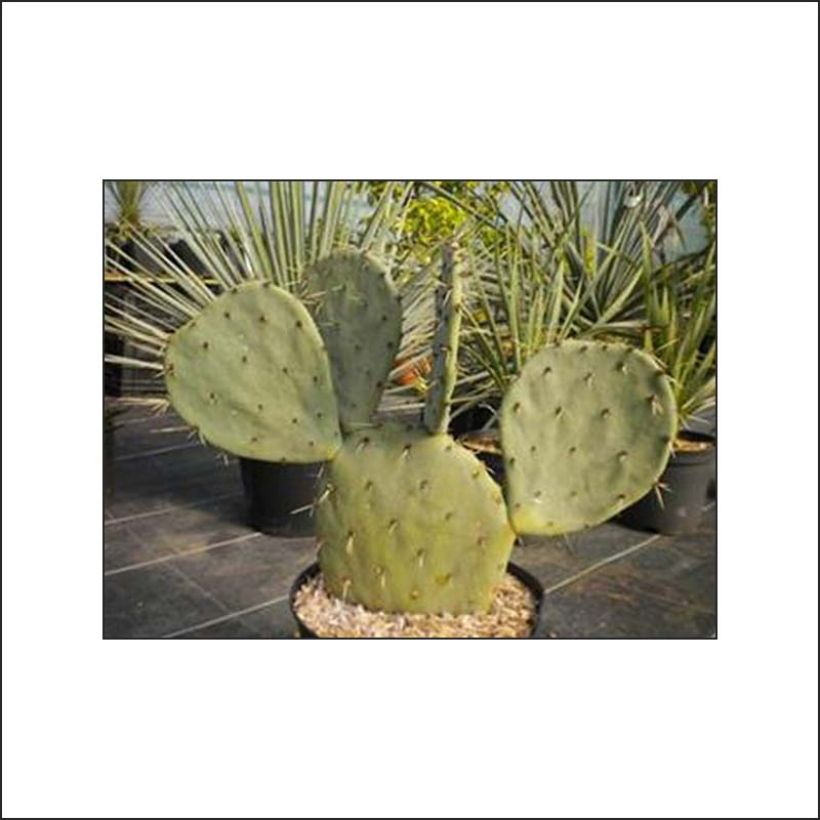 Opuntia gregoriana - Schijfcactus (Plant habit)