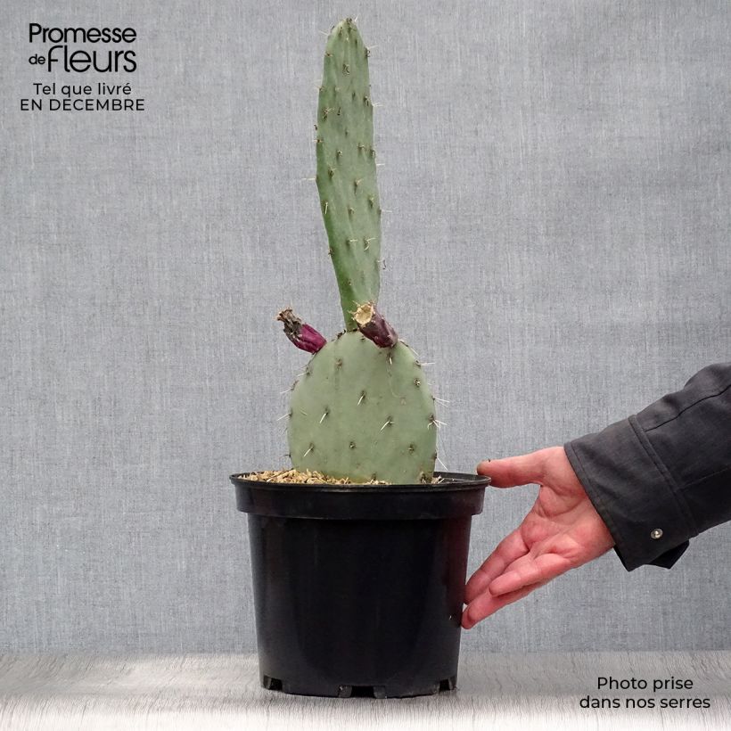 Example of Opuntia gregoriana - Schijfcactus Pot van 4 l/5 l as you get in hiver