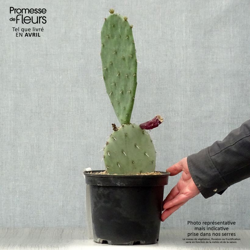 Exemplaar van Opuntia gregoriana - Schijfcactus Pot van 4 l/5 l zoals geleverd in de lente