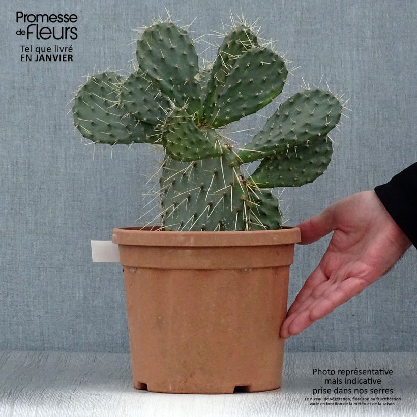 Example of Opuntia howeyi - Cactus raquette Pot van 4 l/5 l as you get in hiver