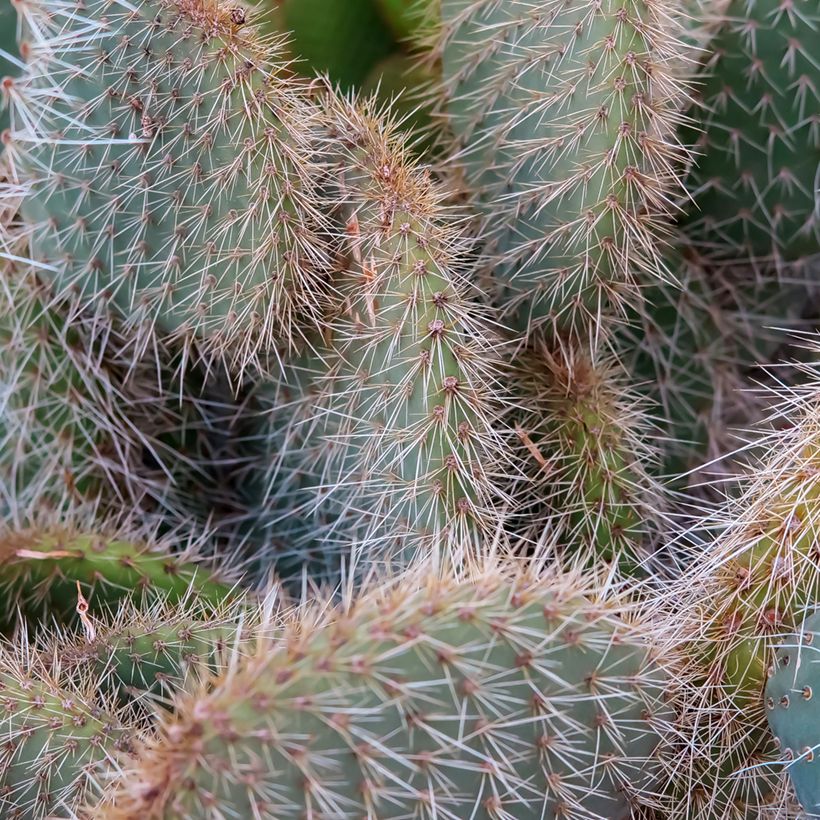 Opuntia leucotricha - Schijfcactus (Blad)