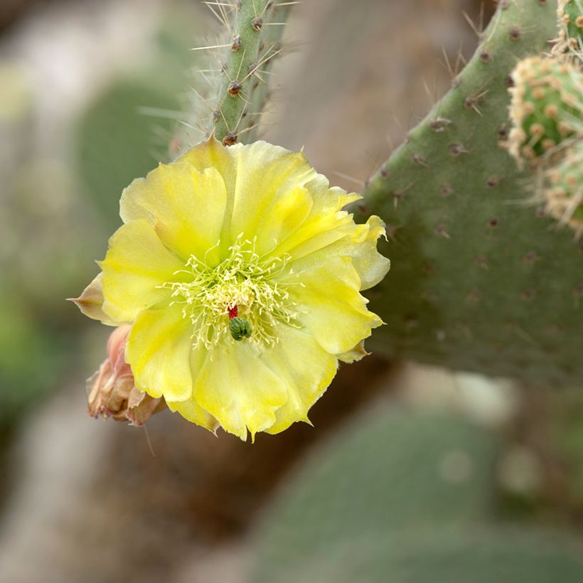 Opuntia leucotricha - Schijfcactus (Bloei)