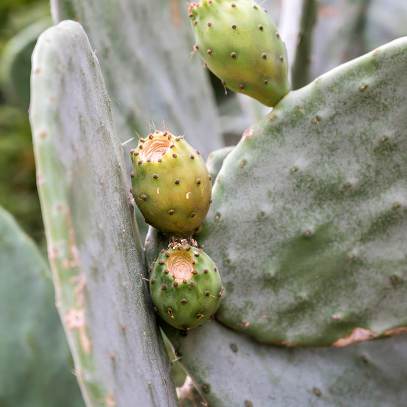 Opuntia leucotricha - Schijfcactus (Oogst)