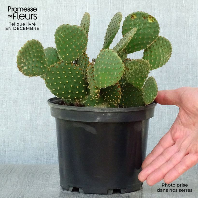 Example of Opuntia lubrica - Cactus raquette Pot van 3 l/4 l as you get in hiver