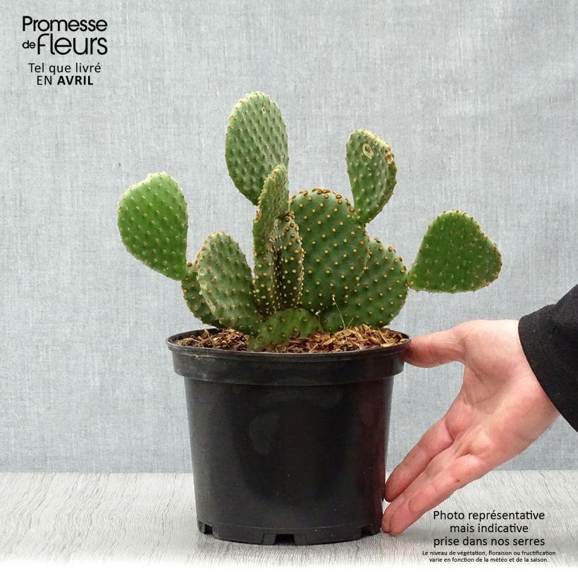 Exemplaar van Opuntia lubrica - Schijfcactus Pot van 3 l/4 l zoals geleverd in de lente