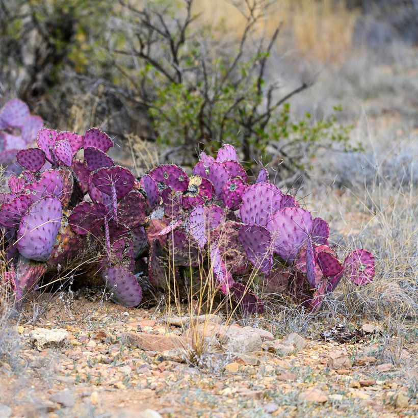 Opuntia macrocentra - Vijgcactus (Groeiplaats)