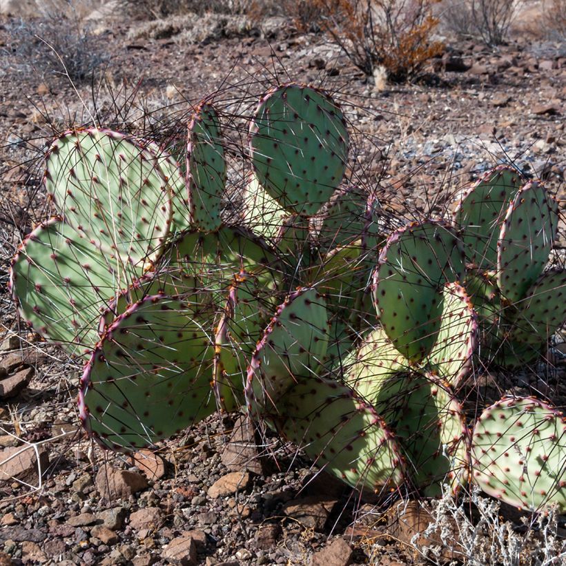 Opuntia macrocentra - Vijgcactus sleedoorn (Groeiplaats)