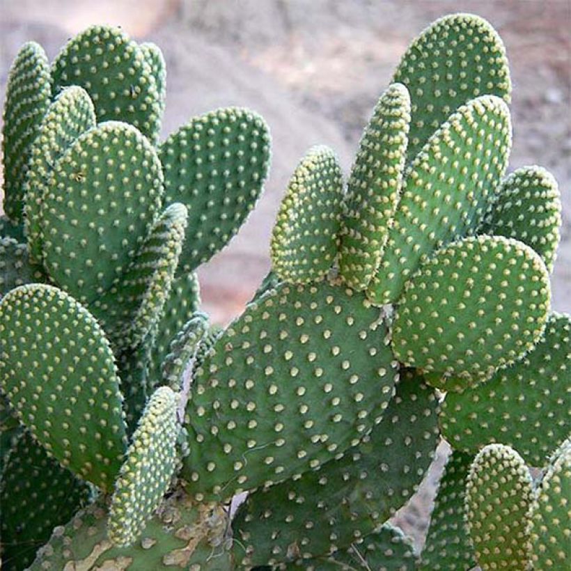 Opuntia microdasys - Konijnenoren (Foliage)