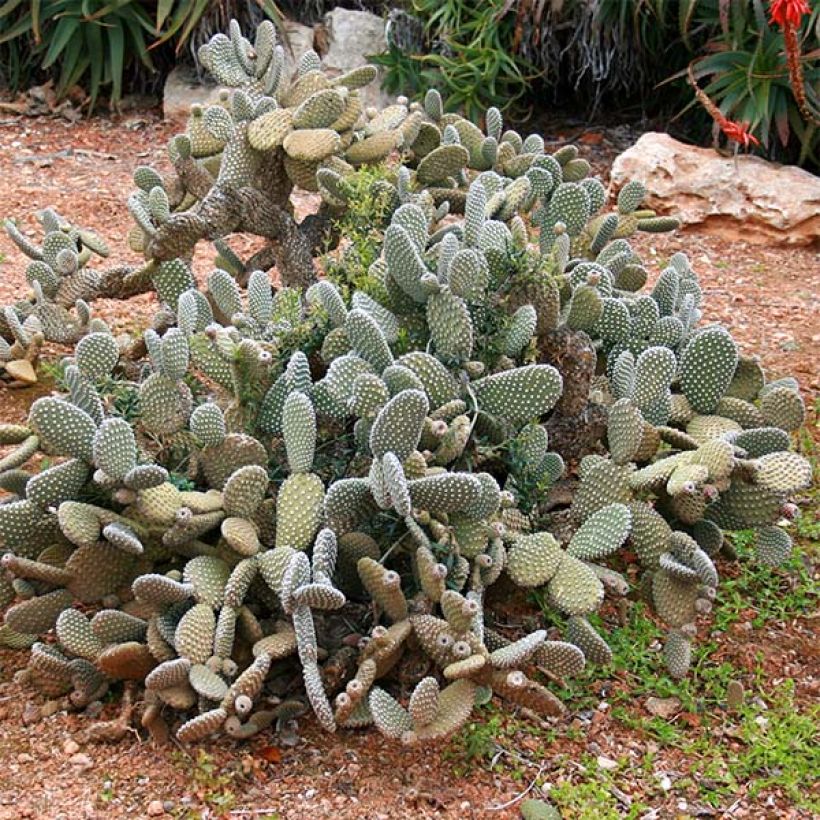 Opuntia microdasys - Konijnenoren (Plant habit)