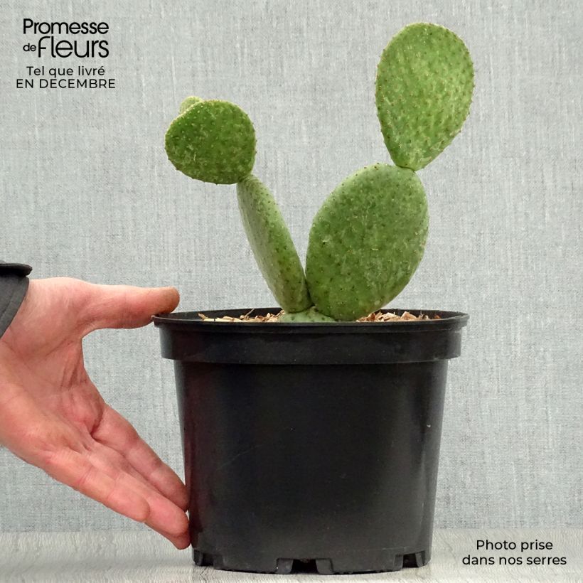 Example of Opuntia microdasys Caress - Cactus raquette Pot van 3 l/4 l as you get in hiver