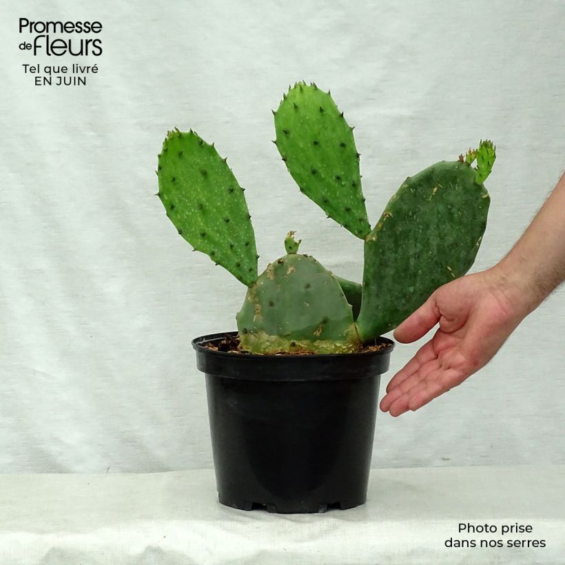 Exemplaar van Opuntia microdasys - Konijnenoren Pot van 2 l/3 l zoals geleverd in de zomer