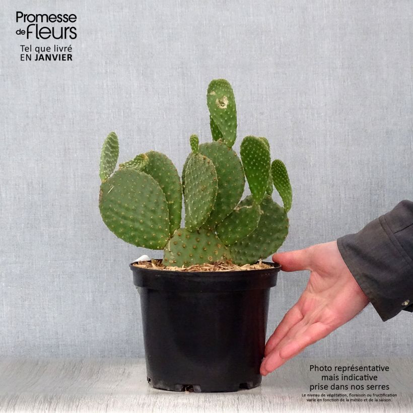 Example of Opuntia microdasys - Oponce Pot van 2 l/3 l as you get in hiver