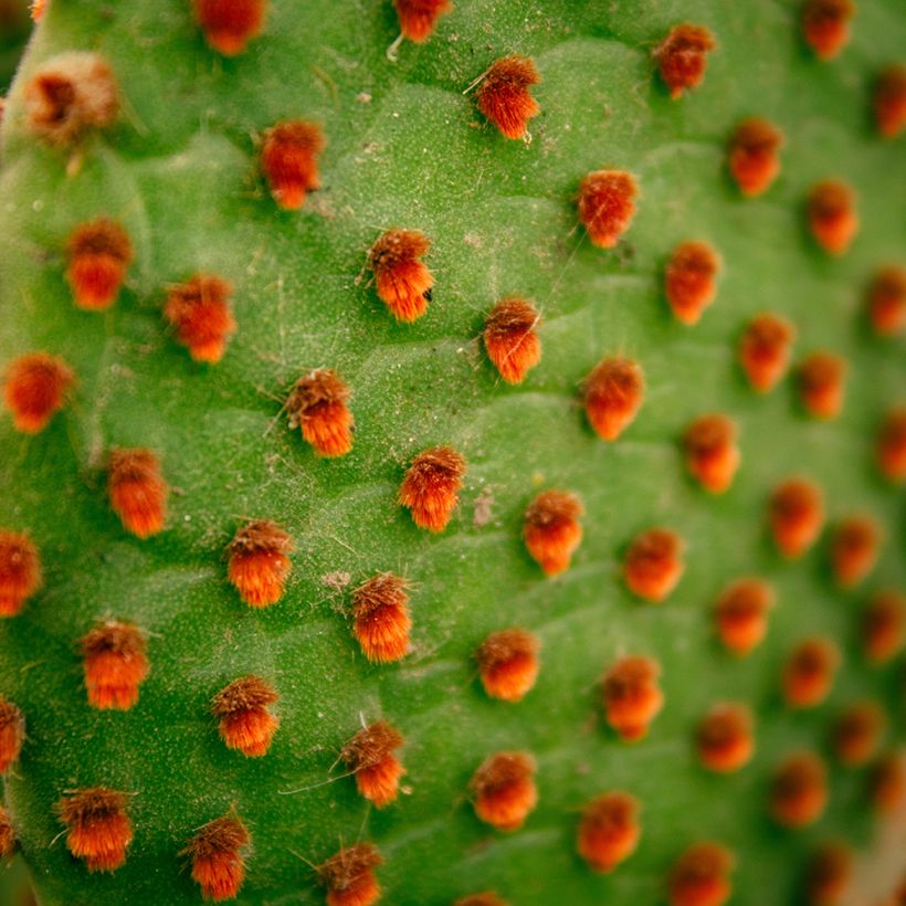 Opuntia microdasys var. rufida - Konijnenoren (Blad)
