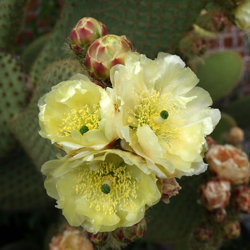 Opuntia microdasys var. rufida - Konijnenoren (Bloei)