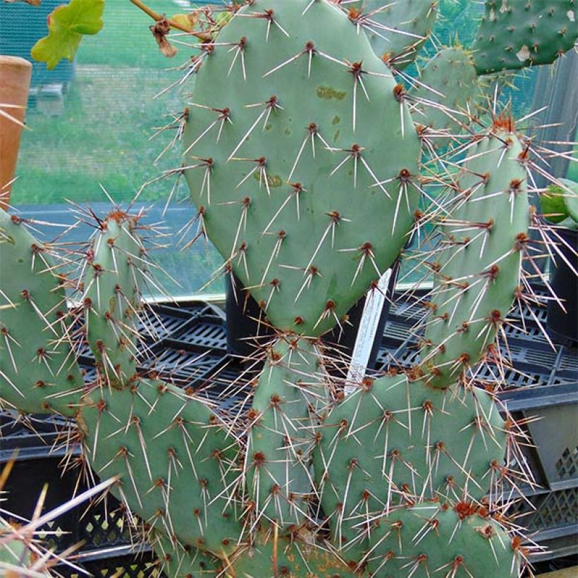 Opuntia phaeacantha Mojavensis - Schijfcactus (Plant habit)