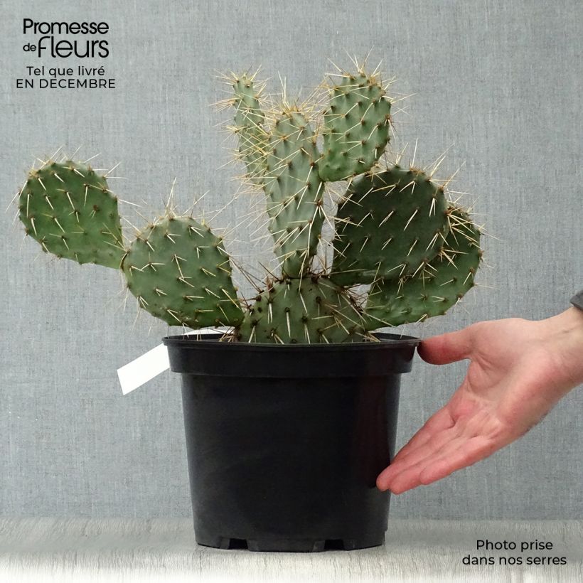 Example of Opuntia phaeacantha Mojavensis - Oponce Pot van 4 l/5 l as you get in hiver