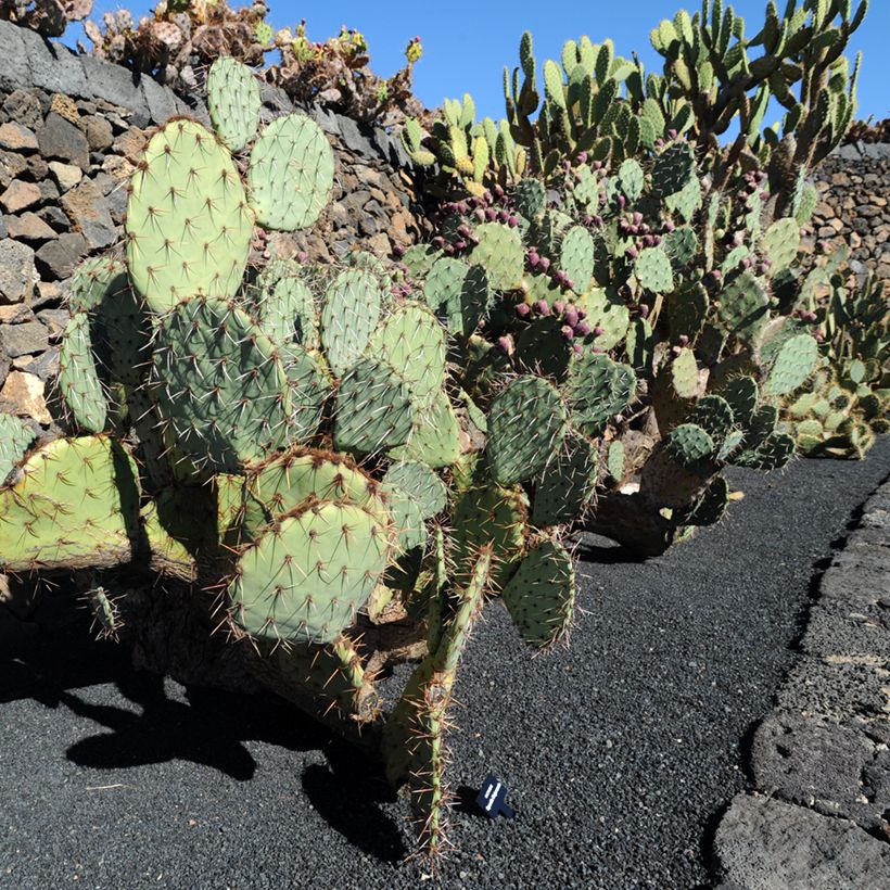 Opuntia phaeacantha Mojavensis - Schijfcactus (Groeiplaats)