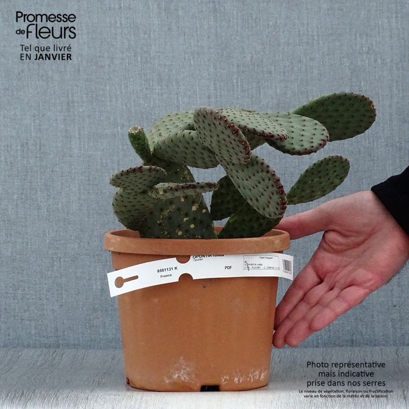 Example of Opuntia rufida - Cactus raquette Pot van 3 l/4 l as you get in hiver