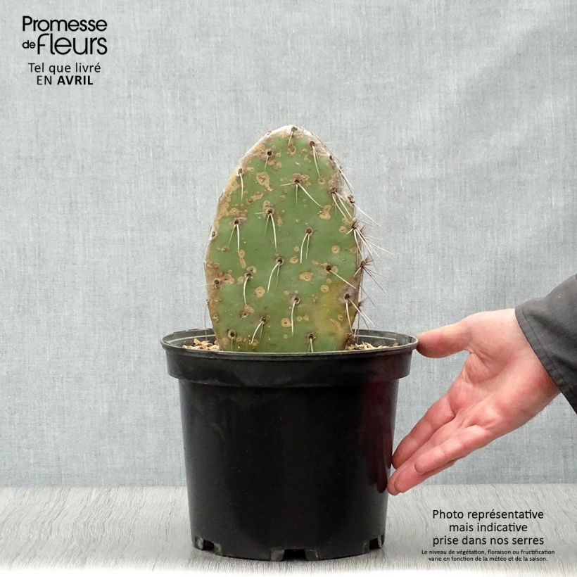 Exemplaar van Opuntia sanguinicola - Schijfcactus Pot van 4 l/5 l zoals geleverd in de lente