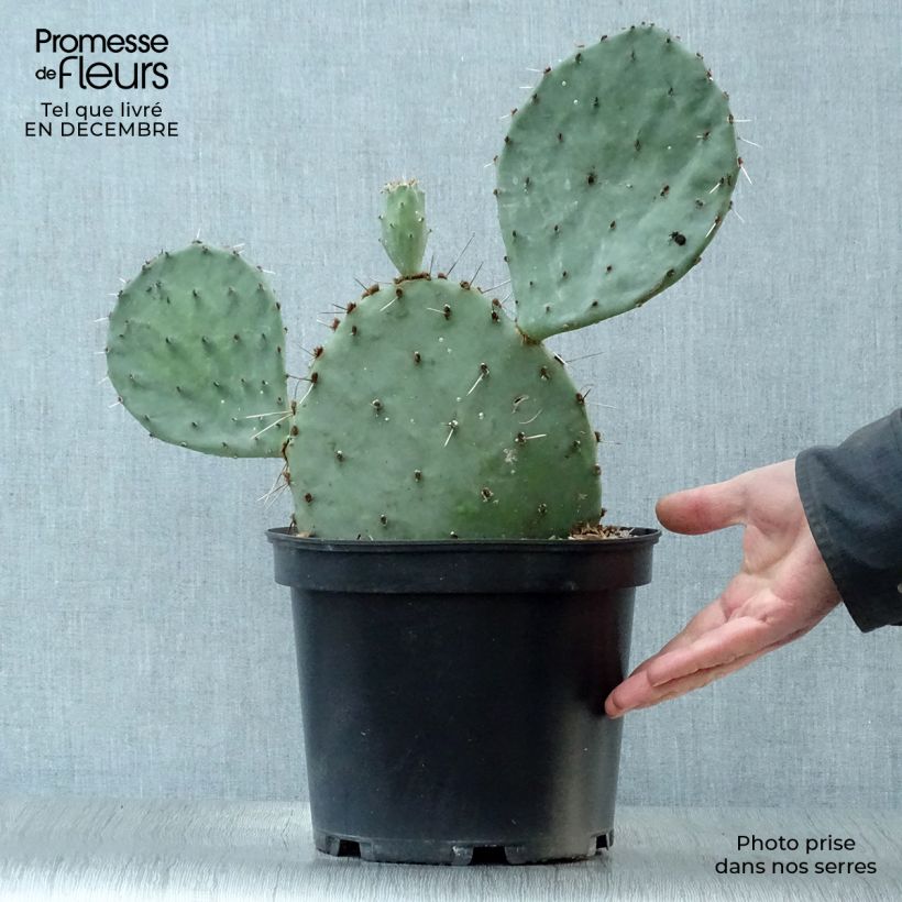 Example of Opuntia semispinosa - Cactus raquette Pot van 4 l/5 l as you get in hiver