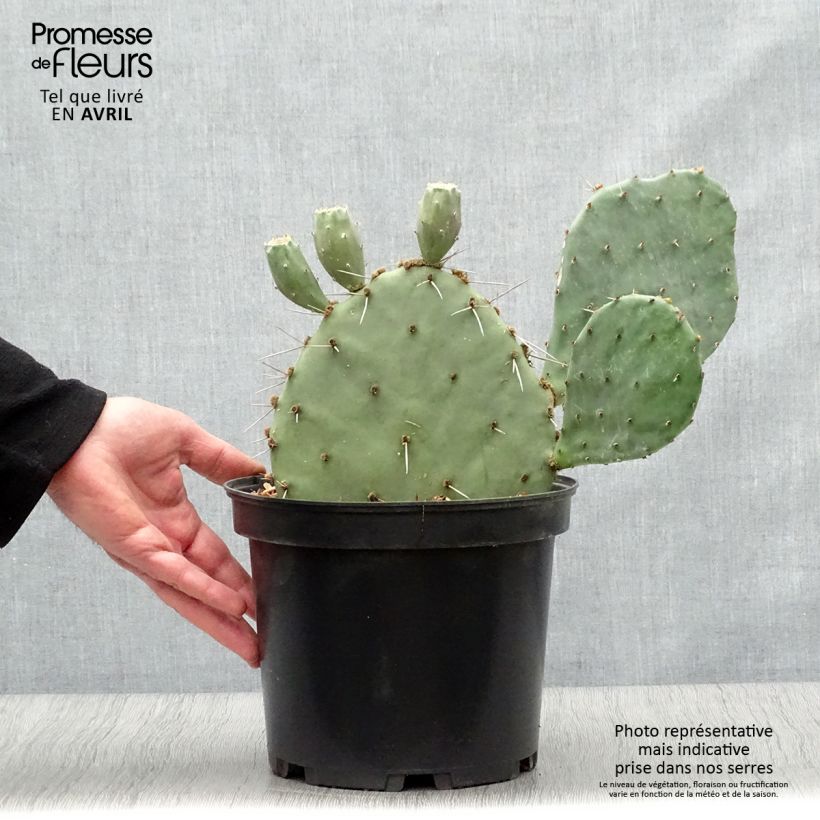 Exemplaar van Opuntia semispinosa - Schijfcactus Pot van 4 l/5 l zoals geleverd in de lente