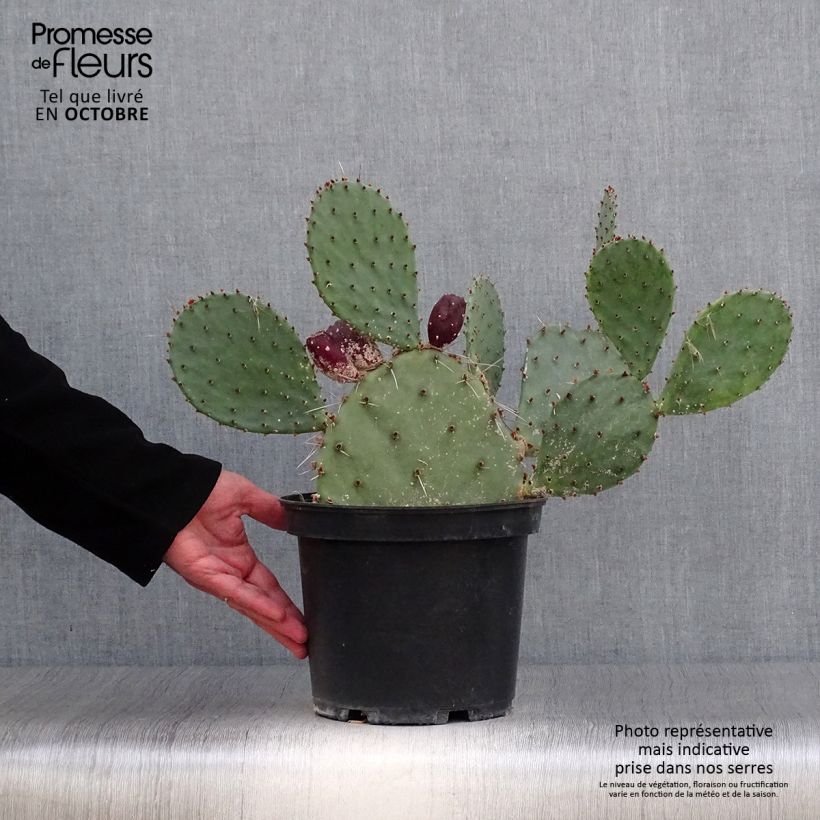 Exemplaar van Opuntia semispinosa - Schijfcactus Pot van 4 l/5 l zoals geleverd in de herfst
