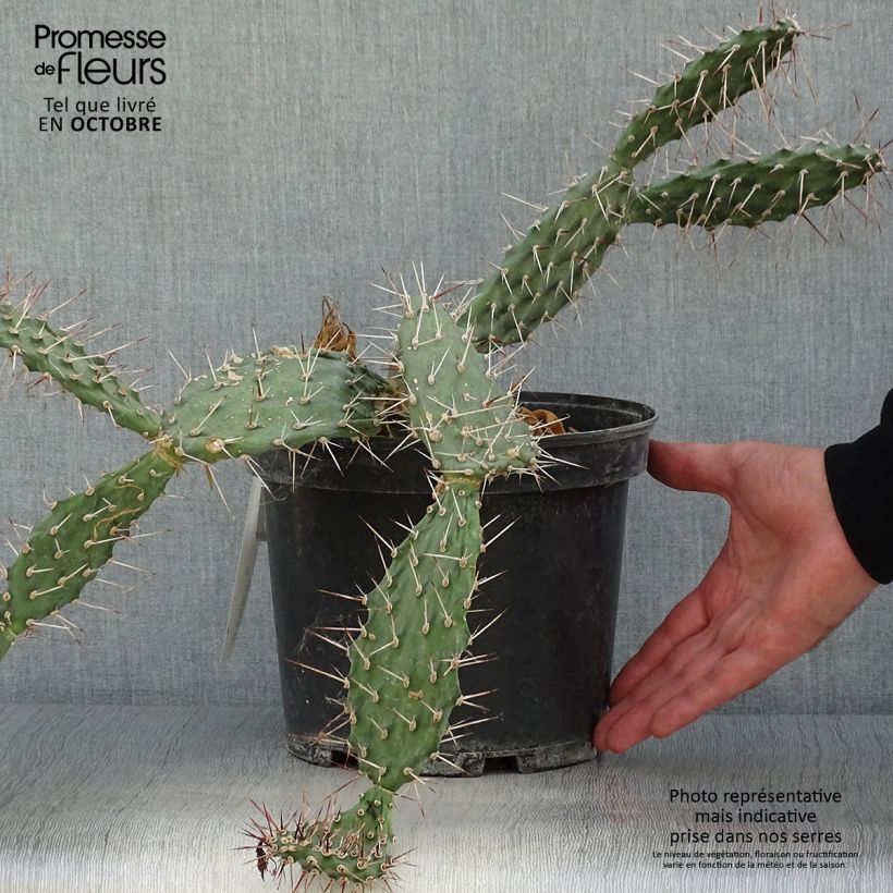 Exemplaar van Opuntia sulfurea - Schijfcactus Pot van 3 l/4 l zoals geleverd in de herfst