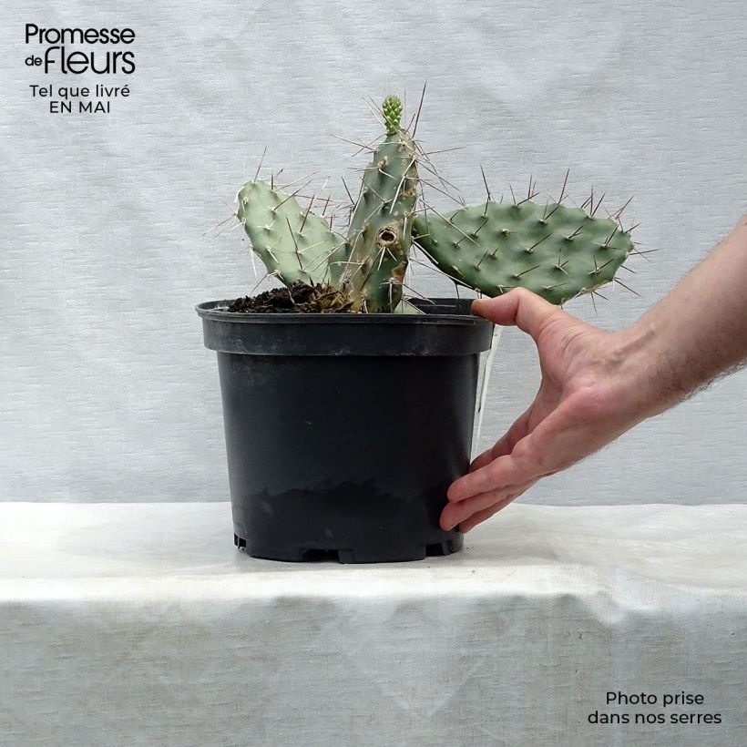 Exemplaar van Opuntia sulfurea - Schijfcactus Pot van 3 l/4 l zoals geleverd in de lente