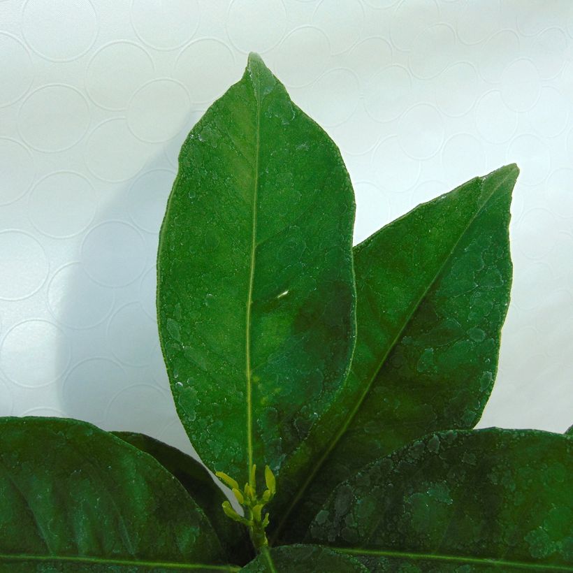 Sinaasappelboom - Citrus sinensis (Blad)